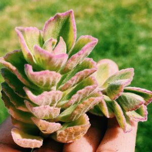 8 Fuzzy Echeverias Cuttings